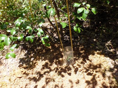 โครงการปลูกผักหวานป่า ประจำปีงบประมาณ 2565 วันพุธที่ 24 สิงหาคม 2565 ณ หอประชุมองค์การบริหารส่วนตำบลโคกสะอาด